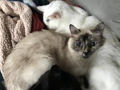 Two snuggling senior cats